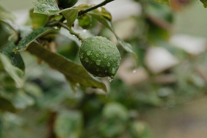 Make Your Own Gin at the Matahui Gin Lab - The Sum Up