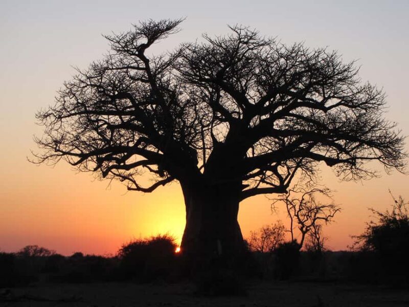 Makgadikgadi Day Trip - Key Points