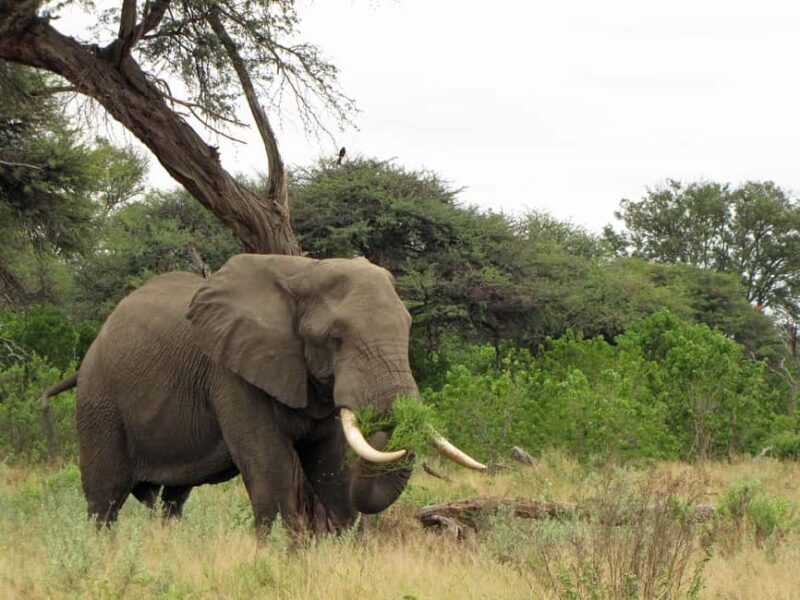 Makgadikgadi Day Trip - Who Will Love This Tour