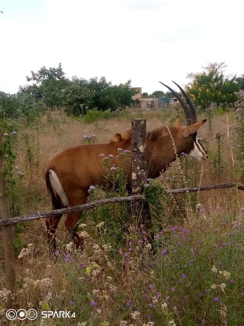 Malawi wildlife safari Tour - Who Is This Tour Best For?