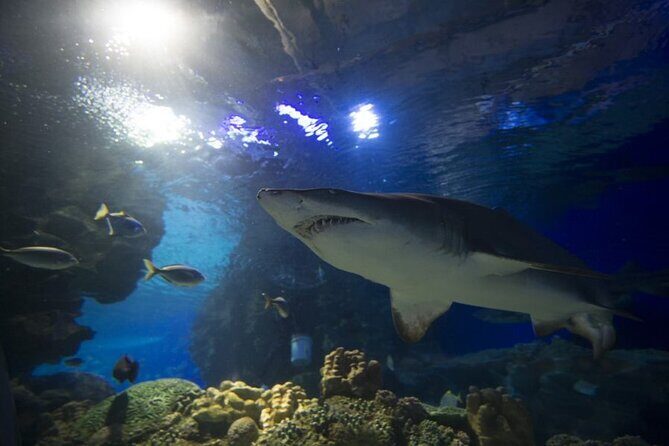 Malaysia: Aquaria KLCC Entry Ticket - FAQ