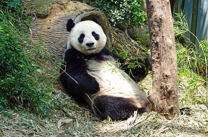 Malaysia National Zoo (Zoo Negara) with Giant Panda Viewing - The Value Proposition