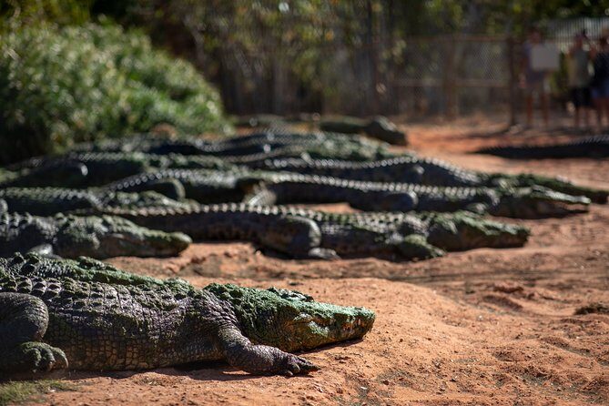Malcolm Douglas Crocodile Park Tour Including Transportation - A Deep Dive into the Tour Experience