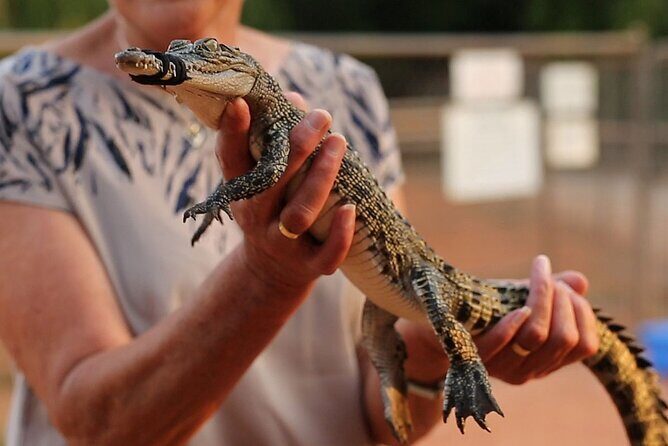 Malcolm Douglas Crocodile Park Tour Including Transportation - Who Should Consider This Tour?