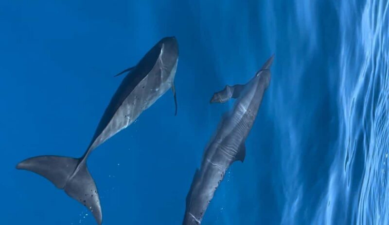 Maldives, Dhiffushi Shared Sunset Dolphin Cruise - A Complete Look at the Dhiffushi Sunset Dolphin Cruise Experience