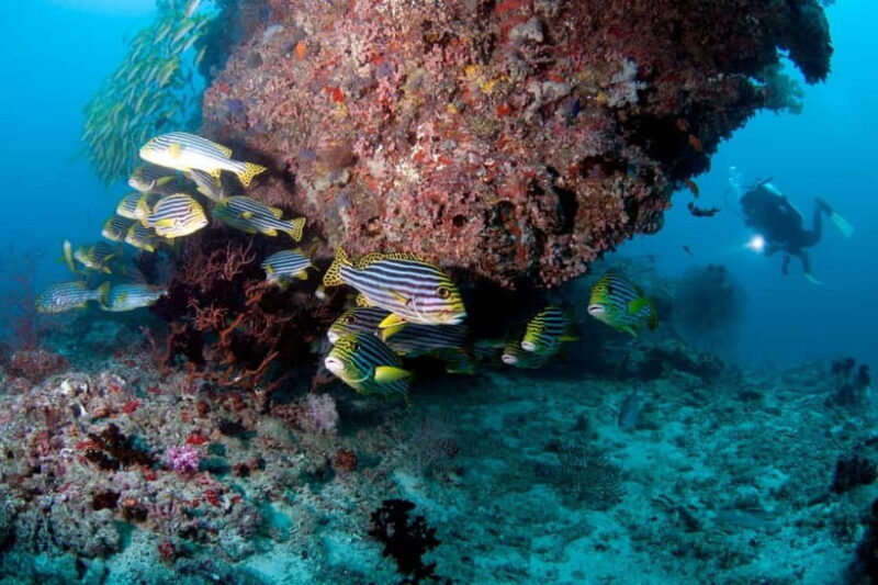 Maldives: Discover Scuba Diving - Key Points