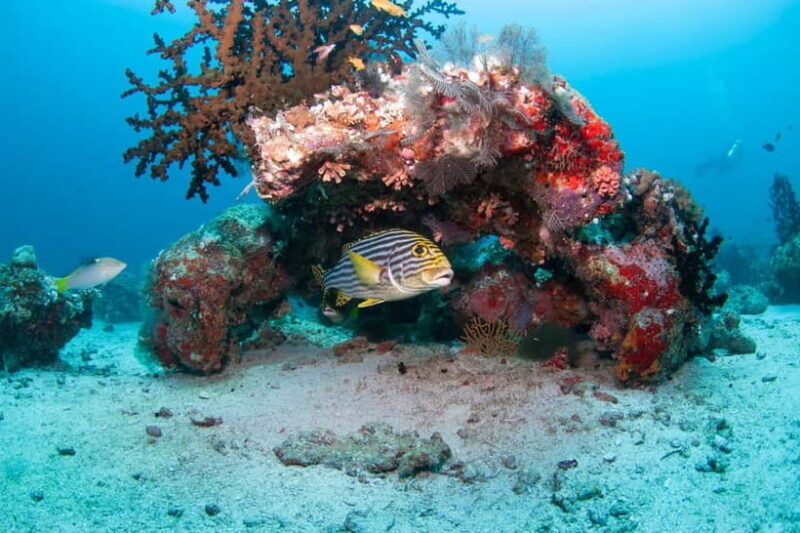 Maldives: Discover Scuba Diving - The Dive Site: Why It’s Special