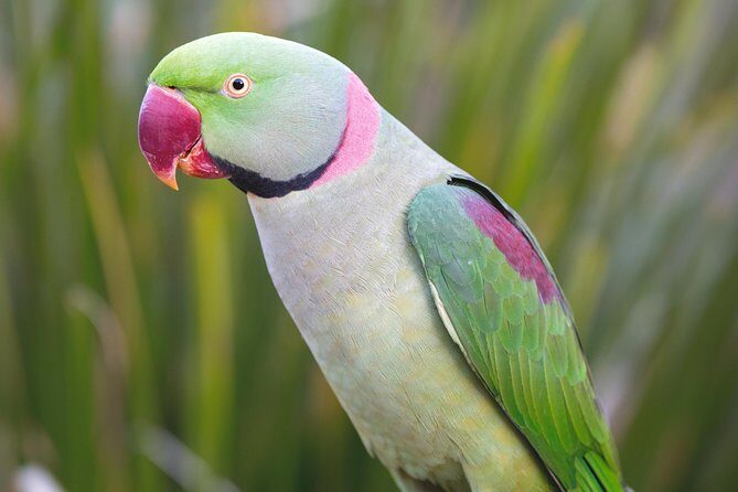 Maleny Botanic Gardens Bird Aviary Experience Ticket - Practical Details & Tips