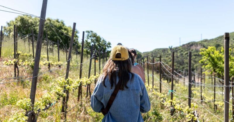 Malibu: Guided Vineyard Hike with Photo Stops and Wine - Exploring Malibu’s Vineyards on Foot: A Guided Hike with Wine and Views
