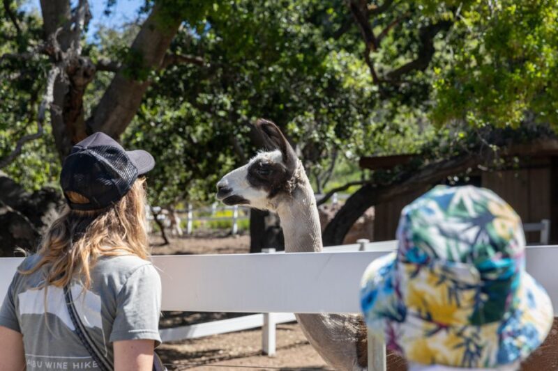 Malibu: Guided Vineyard Hike with Photo Stops and Wine - Practical Tips for Visitors