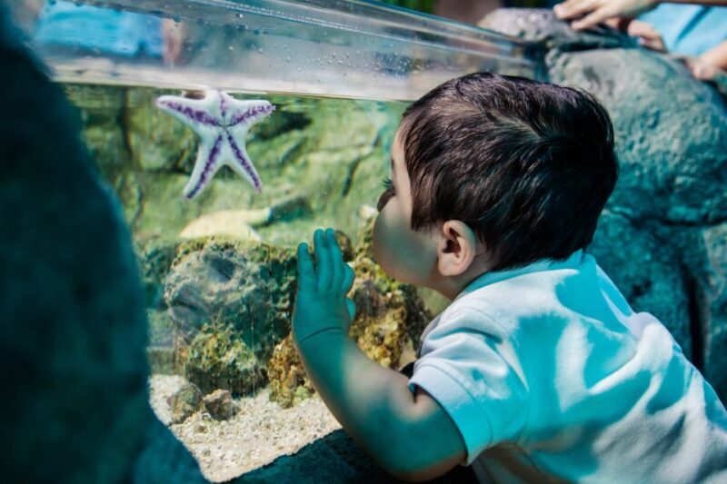 Mall of America: Sea Life Minnesota Aquarium Entry Ticket - Key Points