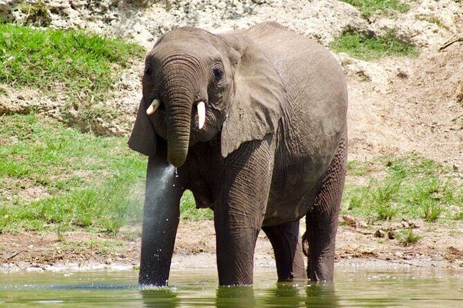 Mambo Gorilla Safaris, is an African based Tour Agency, offering the best ever - Analyzing the Value
