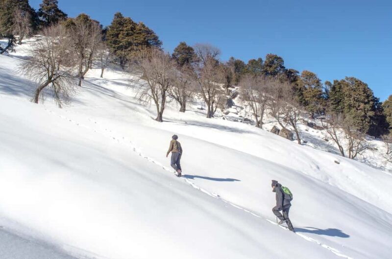 Manali: Chachogi Himachali Village Stay & Culture - Why Choose This Experience?