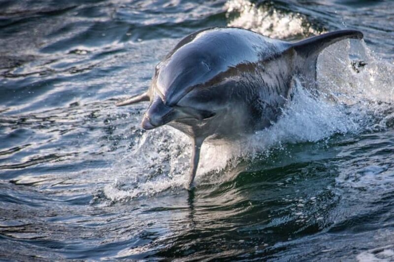 Manapouri: Doubtful Sound Overnight Cruise (2 Nights) - What to Expect on Your Trip