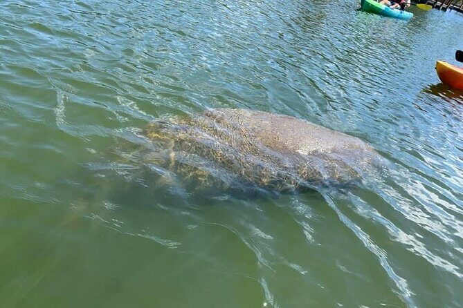 Manatee and Dolphin Kayak Tour - Exploring the Experience: What to Expect