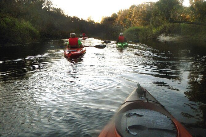 Manatee and Dolphin Kayaking Encounter - An In-Depth Look at the Experience
