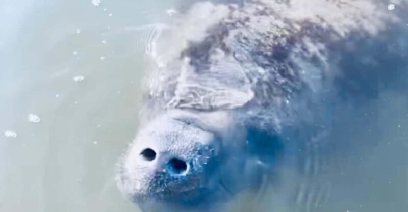 Manatee and Nature Tour of Ormond Beach - A Detailed Look at the Experience