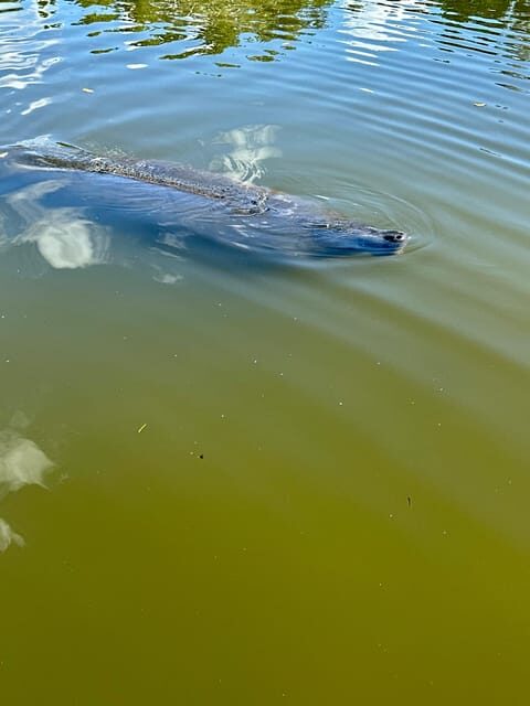 Manatee and Nature Tour of Ormond Beach - The Sum Up