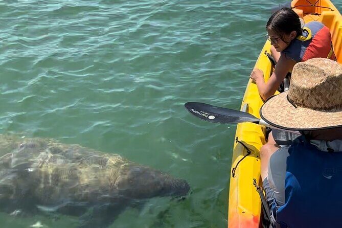 Manatee Discovery Anna Maria Island - Key Points
