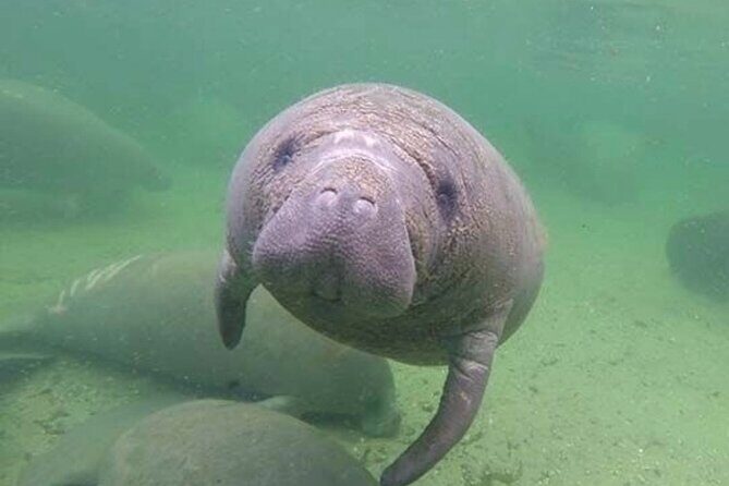 Manatee Discovery Anna Maria Island - A Detailed Look at the Manatee Discovery Tour