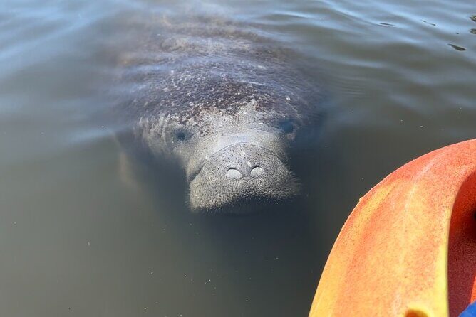 Manatee Discovery Anna Maria Island - Frequently Asked Questions