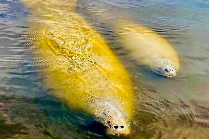 Manatee, Dolphin and 10,000 Islands Sunset Cruise! - The Value of This Tour