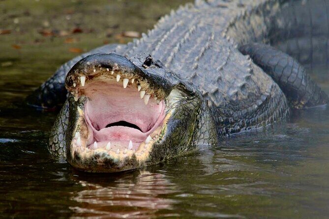 Manatee, Dolphin and 10,000 Islands Sunset Cruise! - FAQs