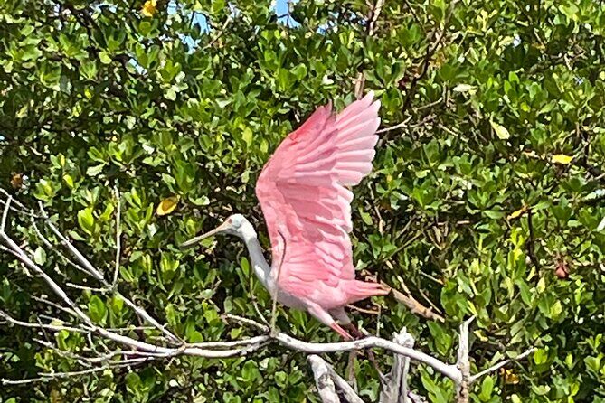 Manatee, Dolphin and 10,000 Islands Sunset Cruise! - Final Thoughts