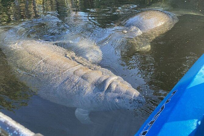 Manatee Kayak Encounter - What is the Manatee Kayak Encounter?