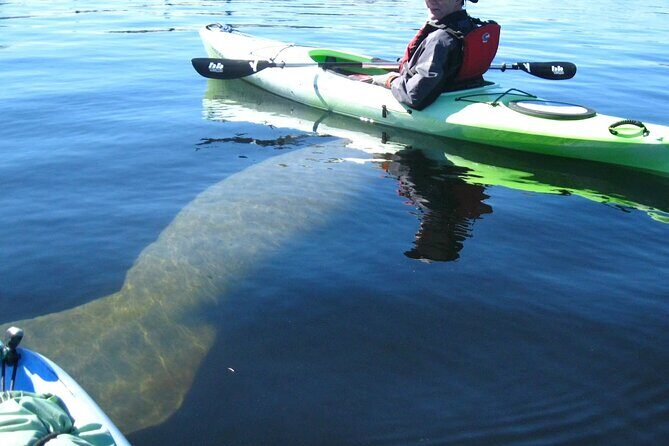 Manatee Kayak Encounter - The Itinerary: What to Expect during Your 3 Hours