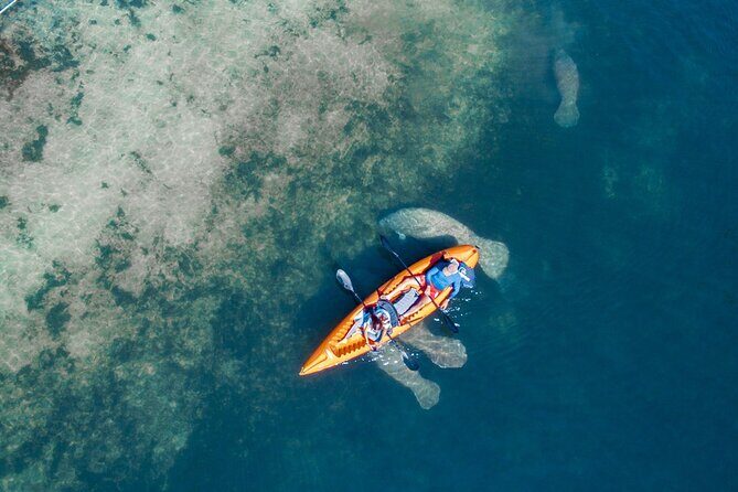Manatee Kayak Encounter - What Does the Price Cover and Is It Good Value?