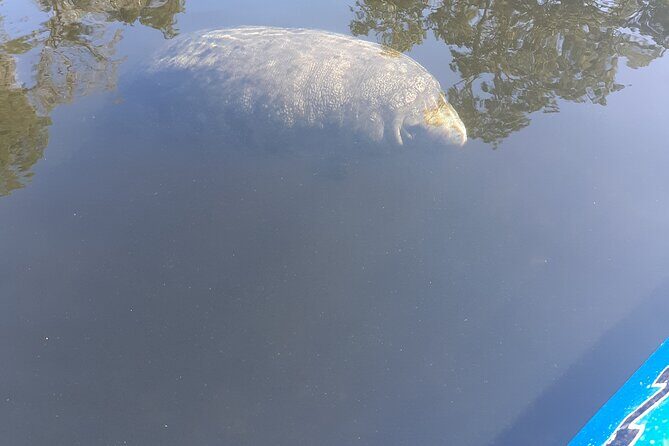 Manatee Kayak Encounter - The Guide Experience: Why It Matters
