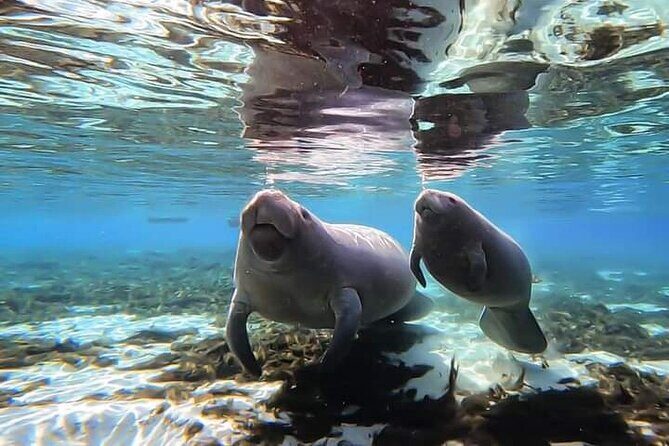 Manatee Kayak Encounter - Review Highlights and Authentic Perspectives