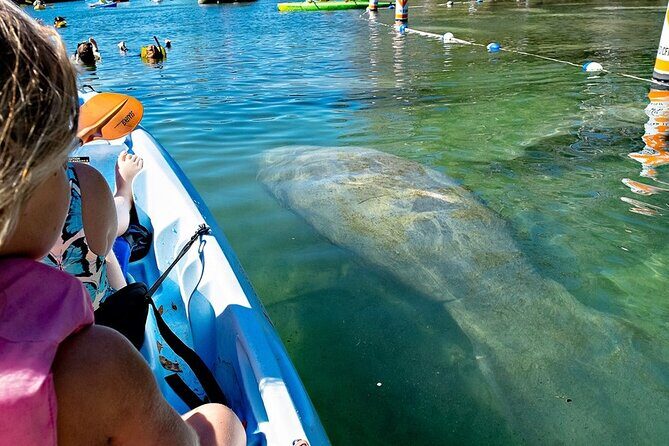 Manatee Kayak Encounter - Practical Tips for Future Participants