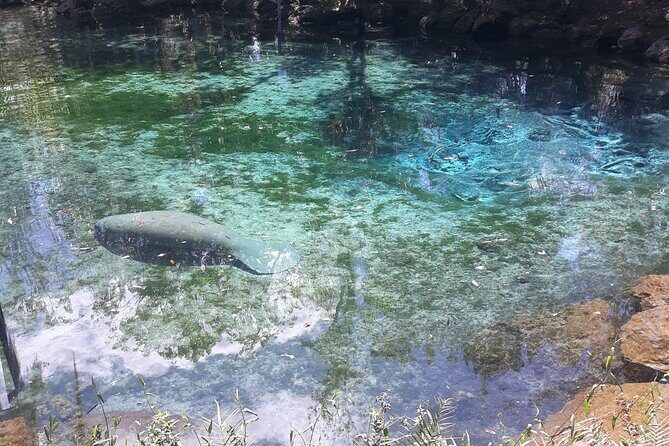 Manatee Kayak Encounter - The Sum Up: Why This Tour is Worth Considering