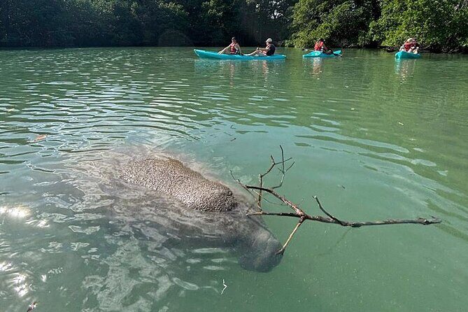 Manatee Season Guided Paddle Tour from Virginia Key - In-Depth Review: Why This Tour Stands Out