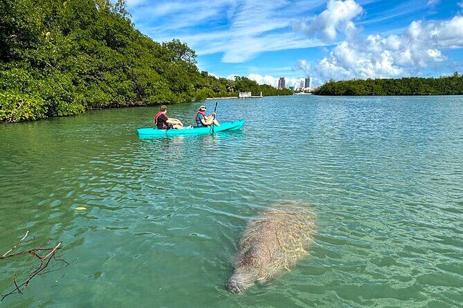Manatee Season Guided Paddle Tour from Virginia Key - The Sum Up: Why Choose This Tour?