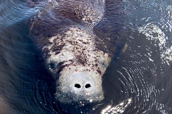 Manatee Sightseeing and Wildlife Boat Tour - The Realities of Wildlife Sightings