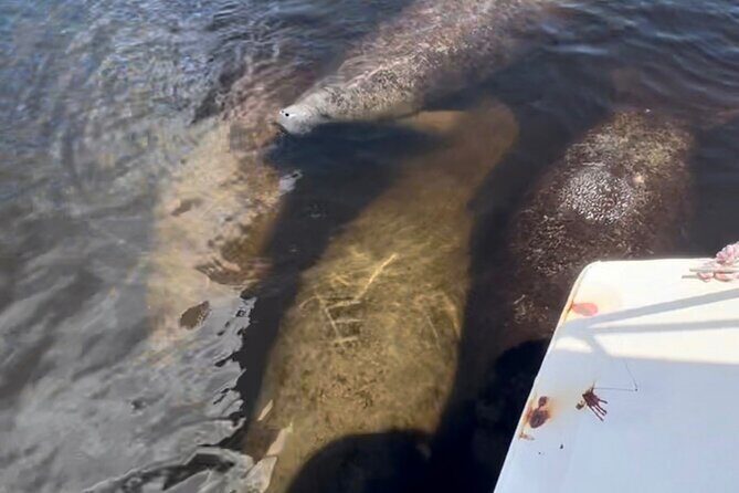 Manatee Sightseeing and Wildlife Boat Tour - The Sum Up: Is It Worth It?