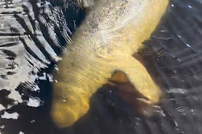 Manatee Sightseeing and Wildlife Boat Tour - FAQ