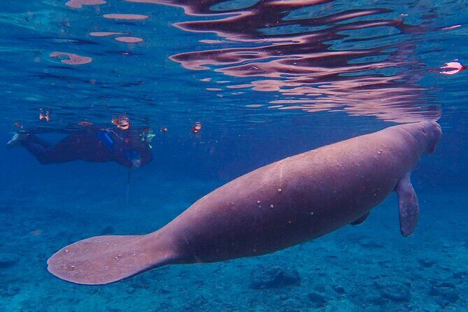 Manatee Snorkel Tour from American Pro Diving Center - Final Thoughts: Who Will Love This Tour?