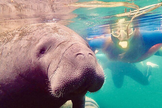Manatee Snorkel Tour from American Pro Diving Center - Frequently Asked Questions