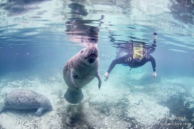 Manatee Snorkel Tour - Small Group - What Makes this Tour Stand Out?