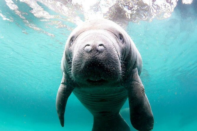 Manatee Snorkel Tour - Small Group - The Experience: What You Can Expect
