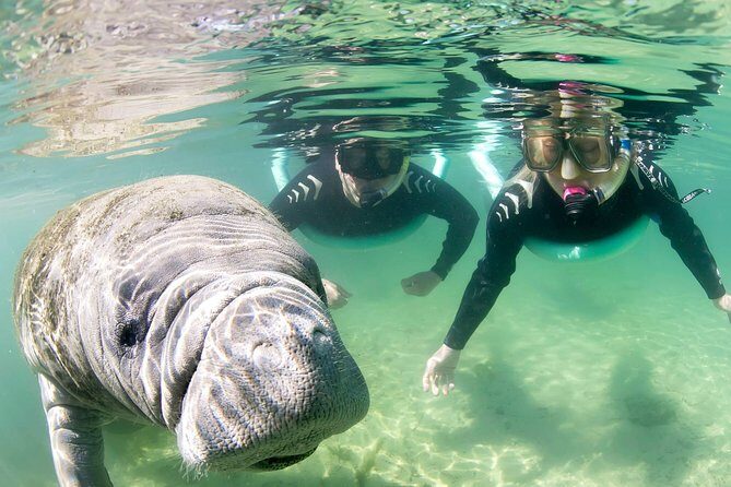 Manatee Snorkel Tour - Small Group - Pricing and Value