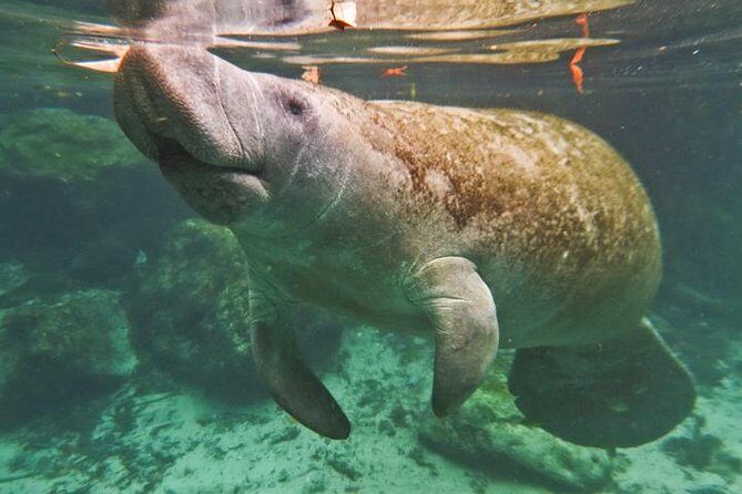 Manatee Swim and Wildlife Park with Upgrade Options from Orlando - The Sum Up: Is This Tour Worth It?