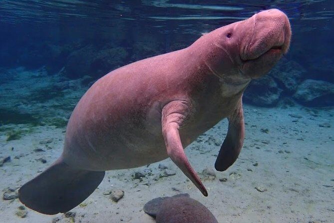 Manatee Swim Tour with In Water Photographer - An In-Depth Look at the Manatee Swim Tour
