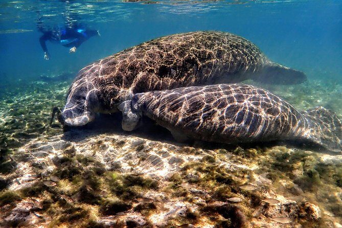 Manatee Swim Tour with In Water Photographer - The Reviews Speak Volumes