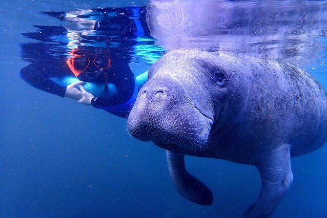 Manatee Swim Tour with In Water Photographer - FAQ