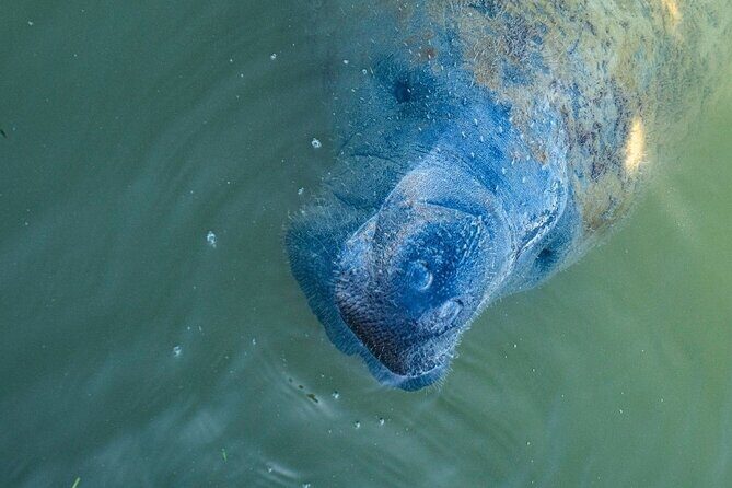 Manatees, Grasslands and Mangroves kayak Tour (Small Group Tour) - An In-Depth Look at the Experience